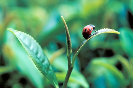 Ladybird on a Plant